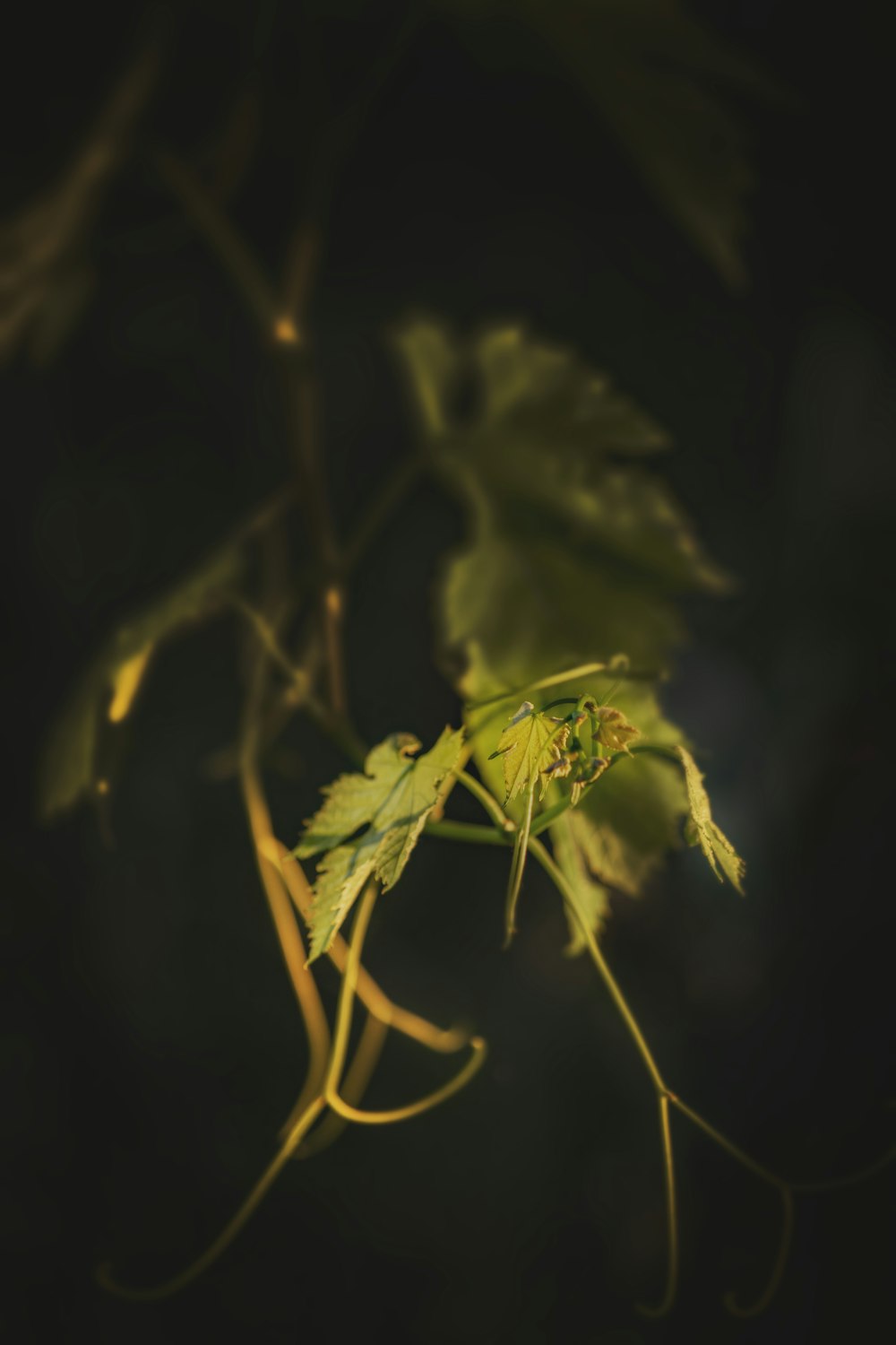 green plant in close up photography