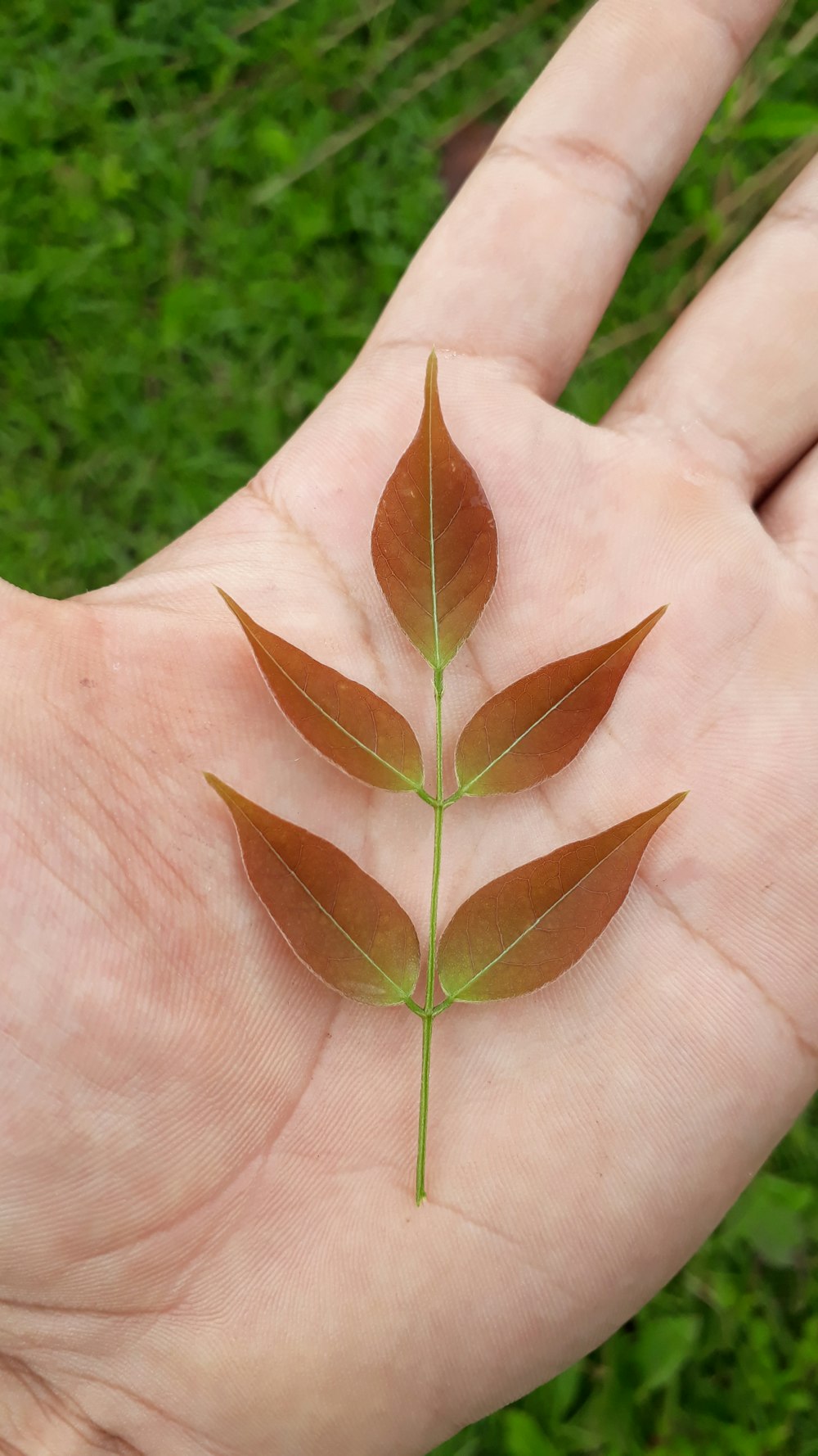 green leaves on persons hand