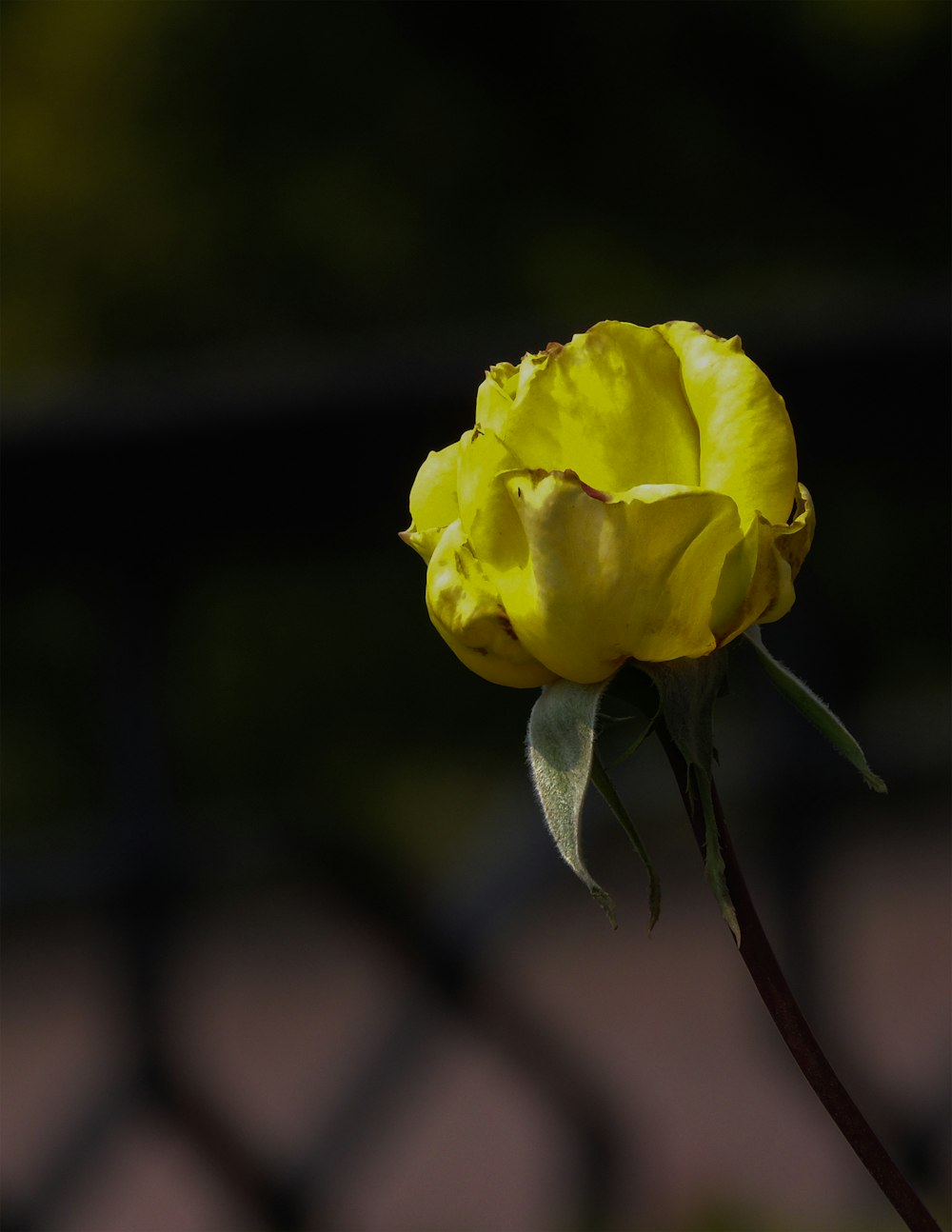 yellow flower in tilt shift lens