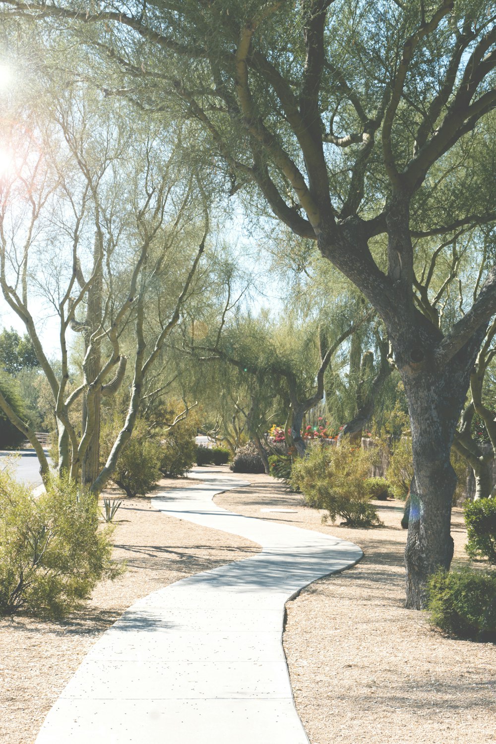 green trees on park during daytime