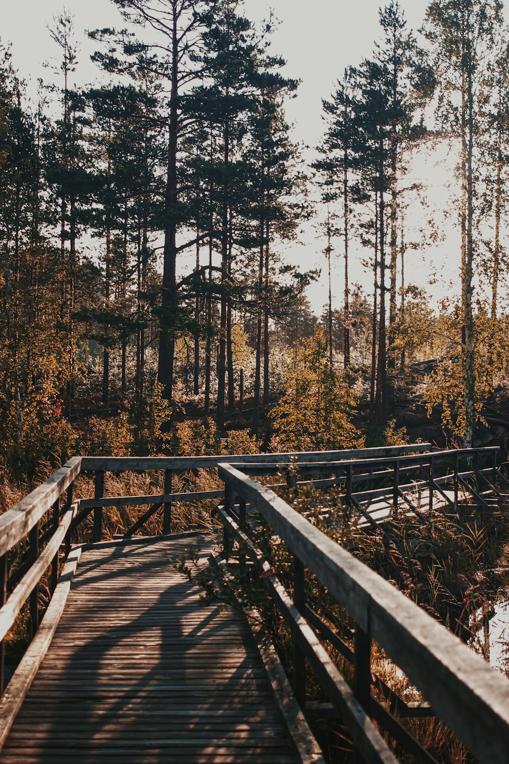 brown wooden bridge in forest during daytime