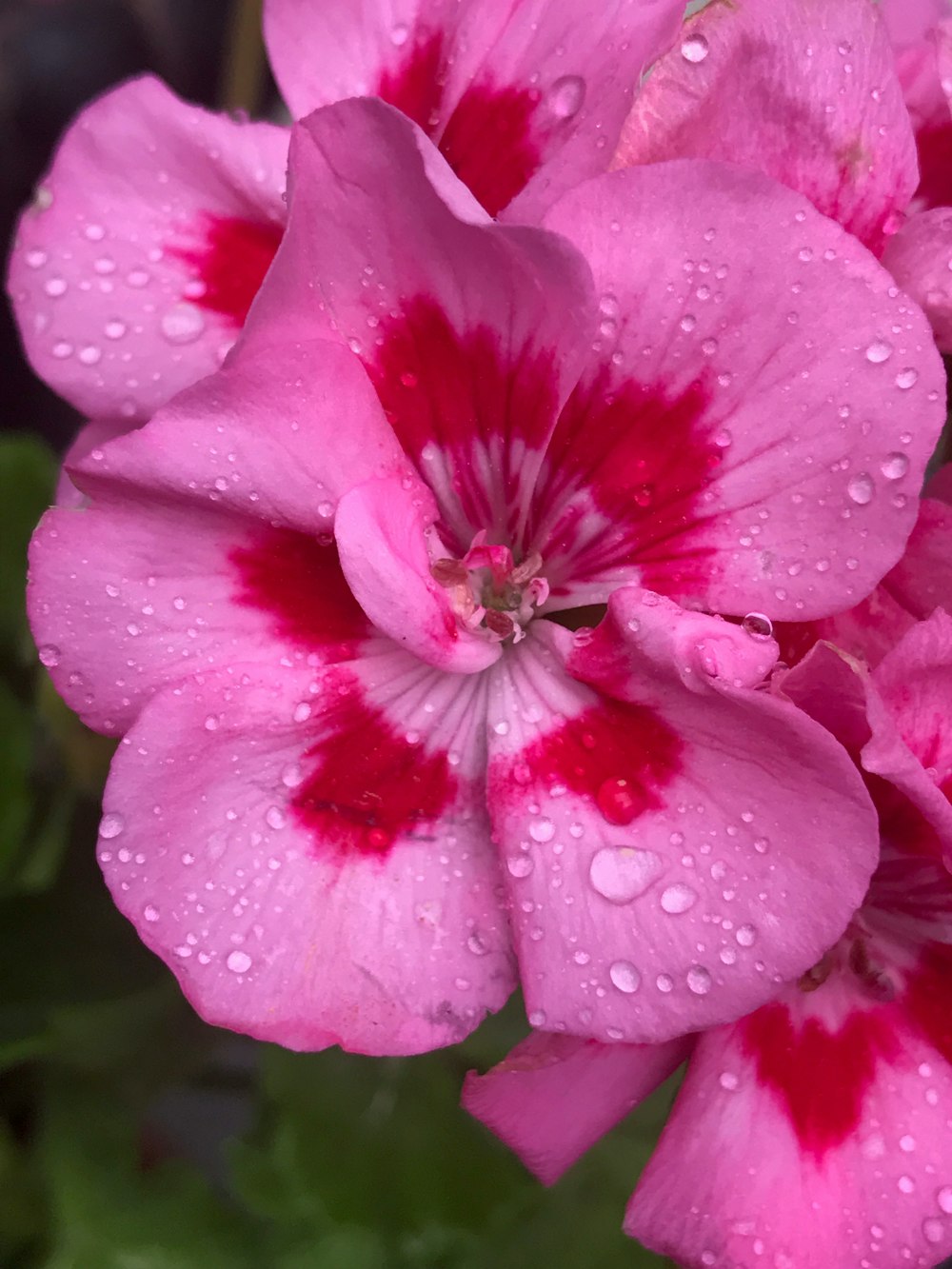 pink flower in macro shot