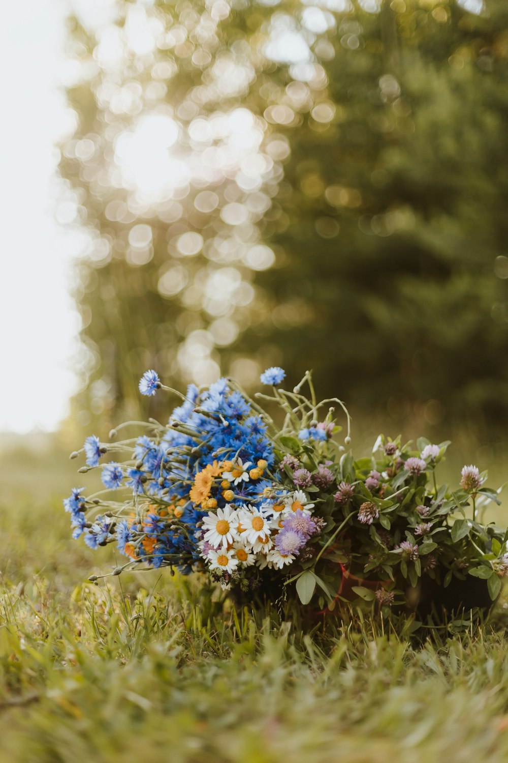 Flores azules en lente de cambio de inclinación