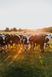 black and white cow on green grass field during daytime
