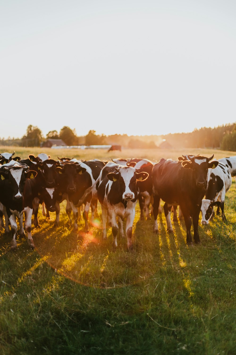 vache noire et blanche sur un champ d’herbe verte pendant la journée