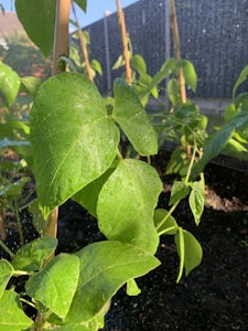 Organski zaštitni sprej