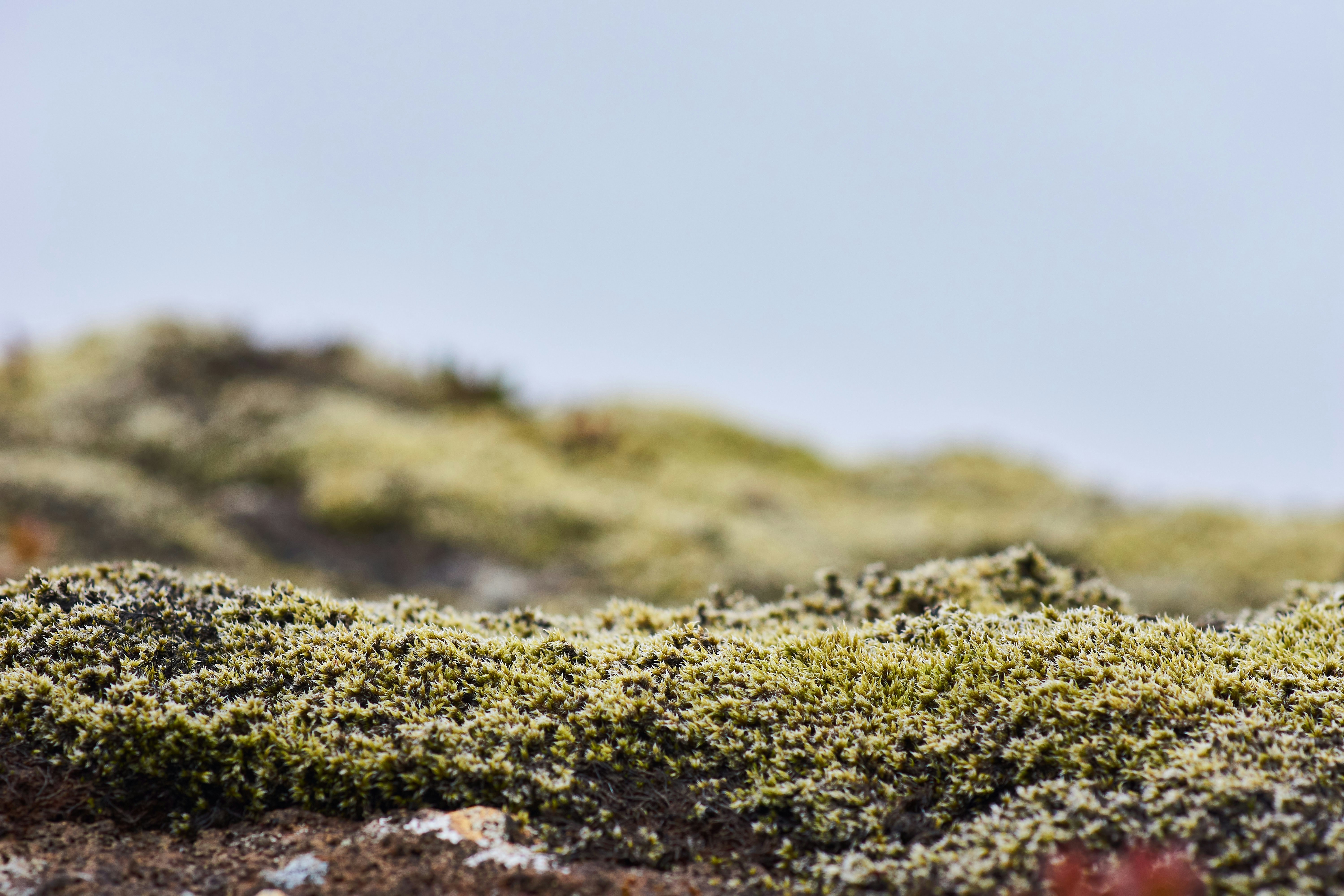 Photo by wolfgang_hasselmann