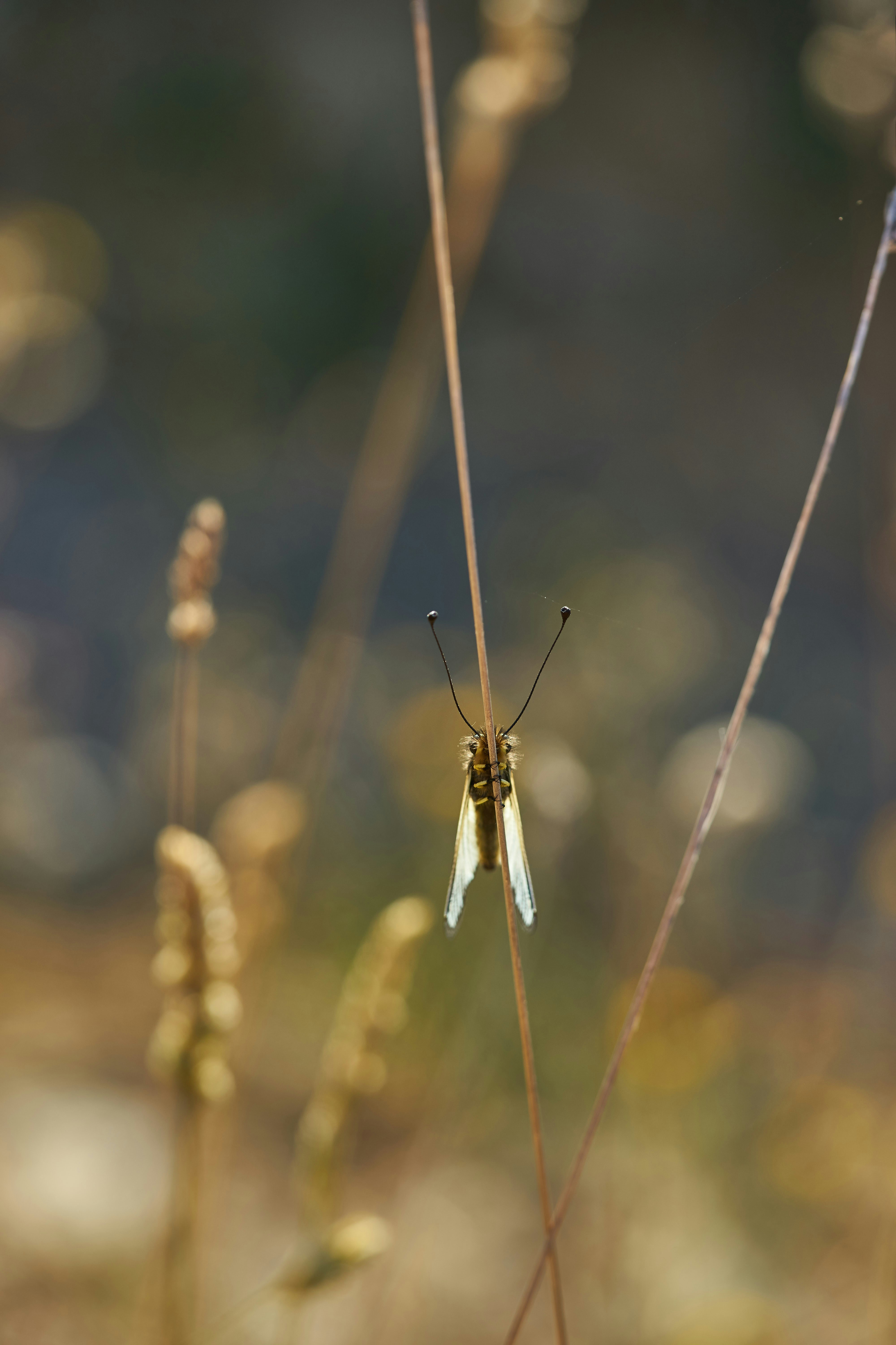 Photo by wolfgang_hasselmann