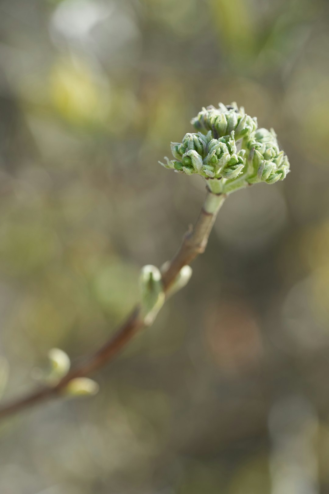 green flower bud in close up photography