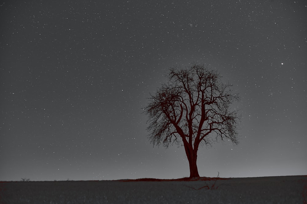 brown tree on gray sand under starry night