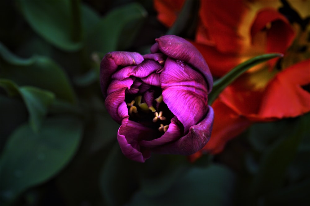 purple flower in tilt shift lens