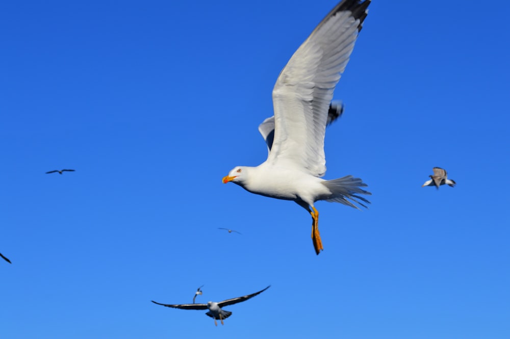 white and black bird flying during daytime