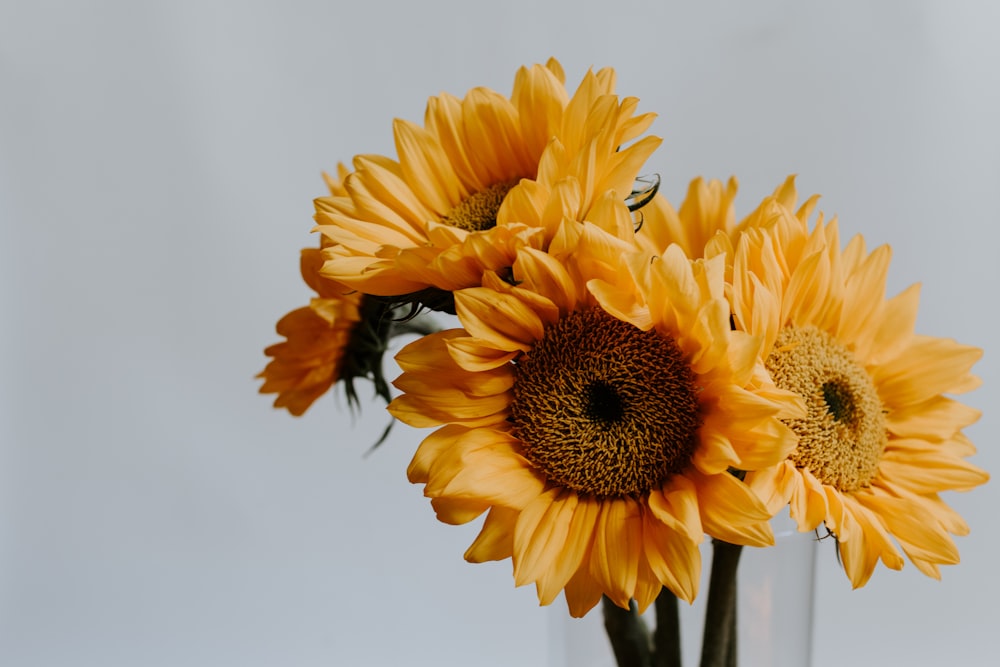 yellow sunflower in close up photography