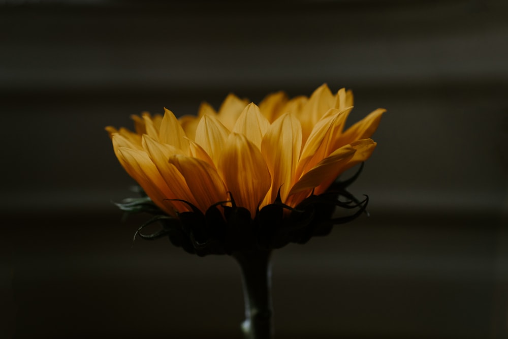 Gelbe Blume in Nahaufnahmen