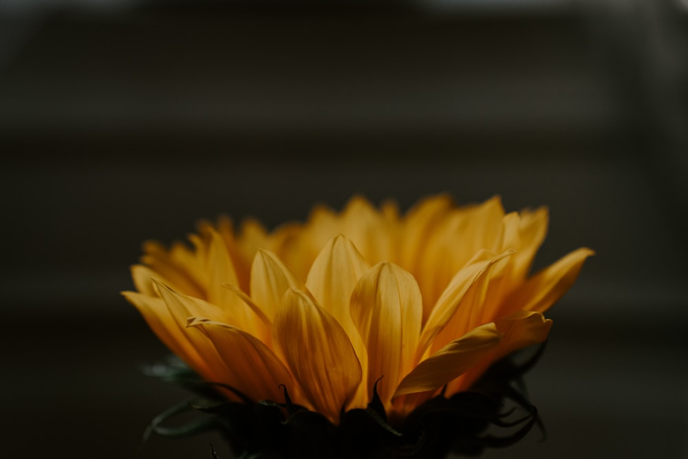 yellow sunflower in close up photography