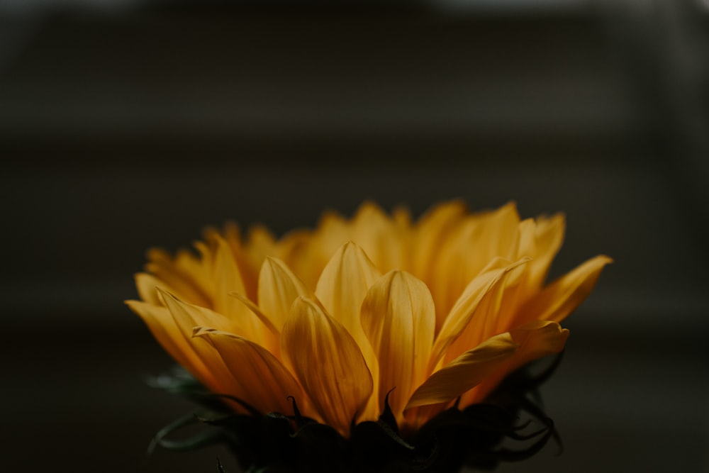 Girasol amarillo en fotografía de primer plano