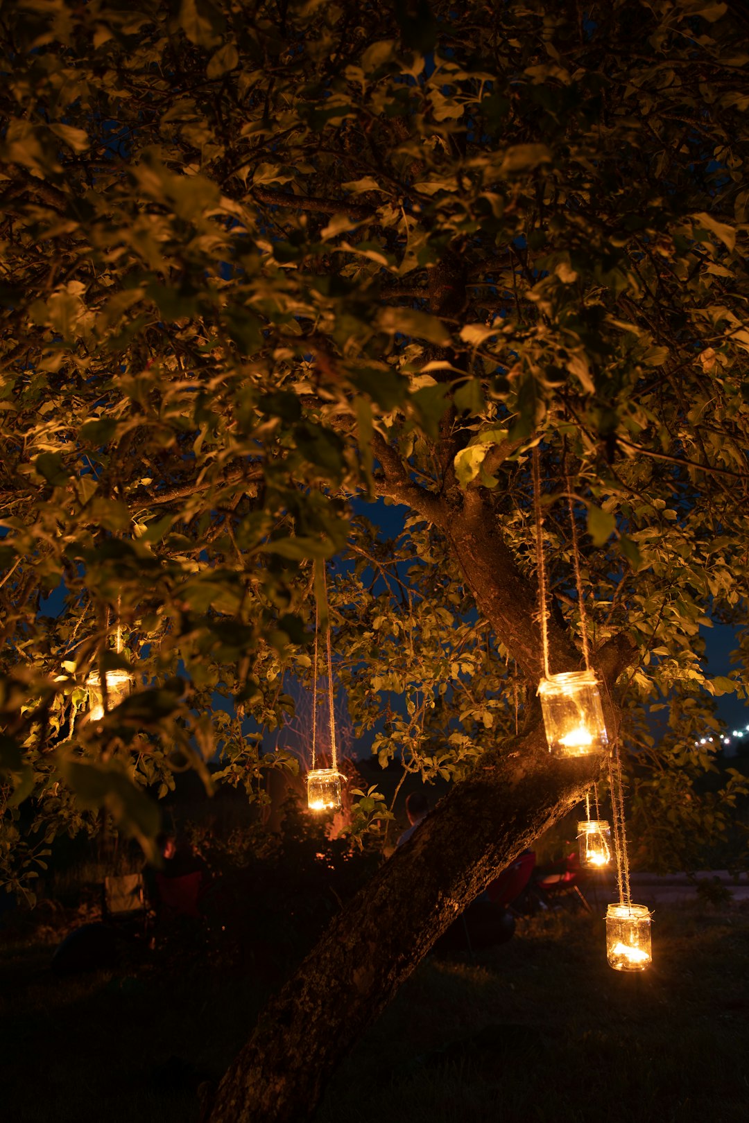 green tree with string lights during night time