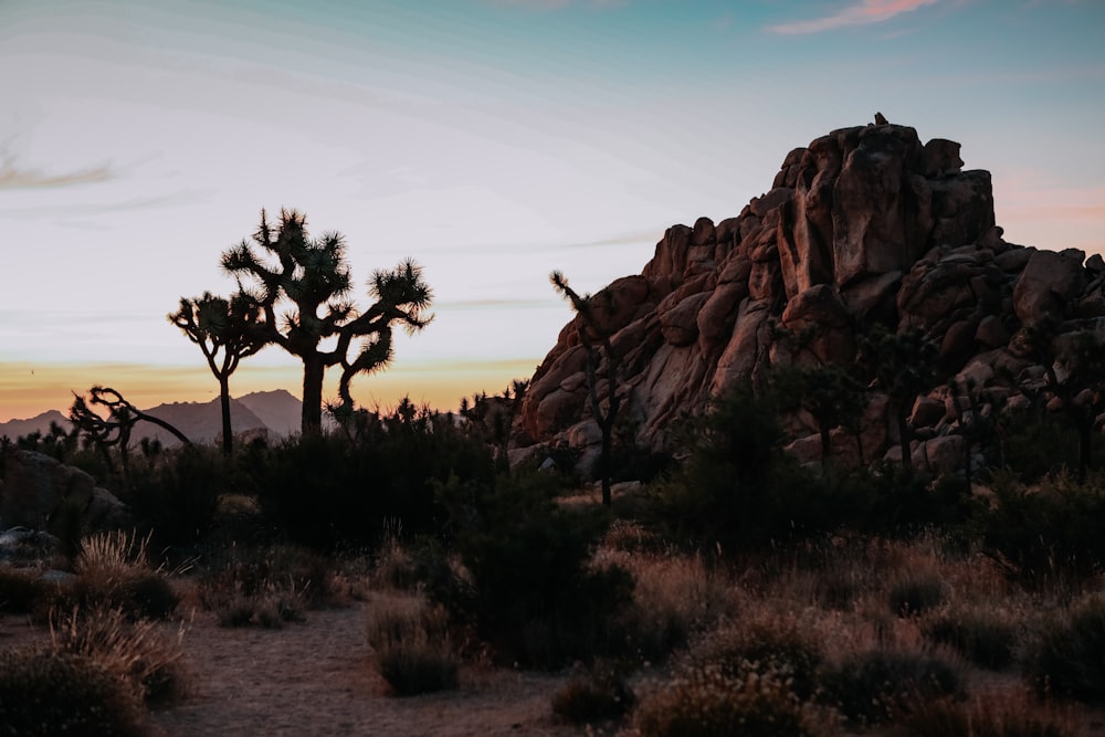 green tree on brown rock formation during daytime