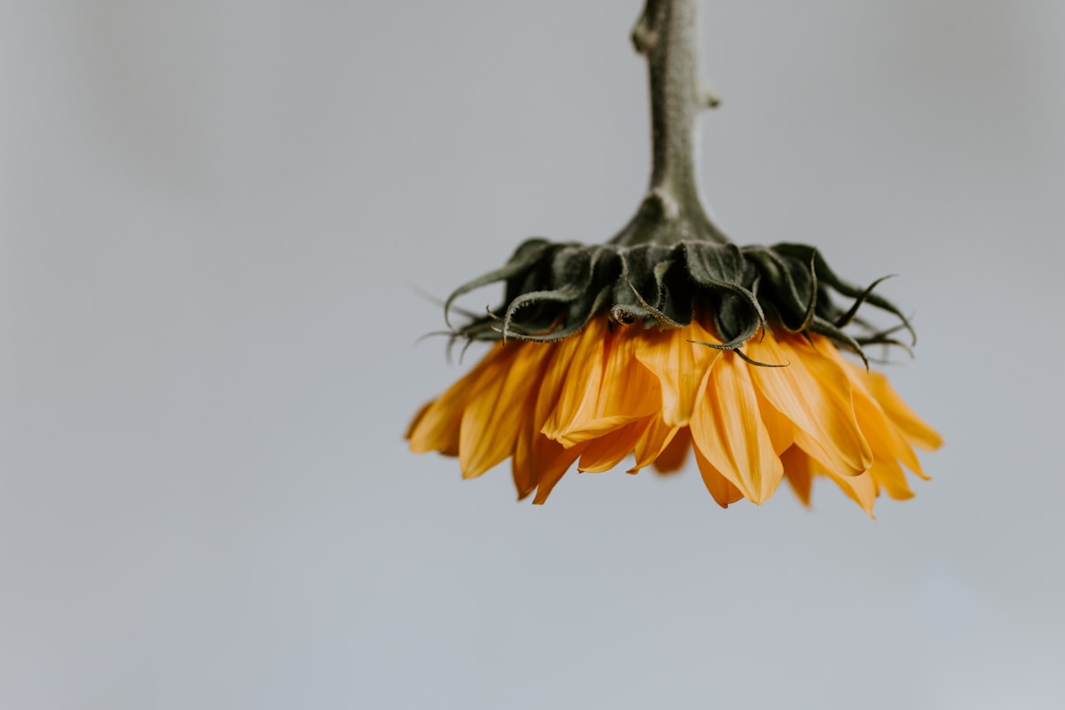 upside down sunflower in profile against a grey background