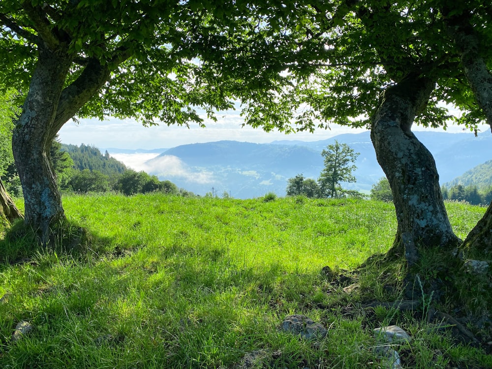 a grassy field with trees and mountains in the background