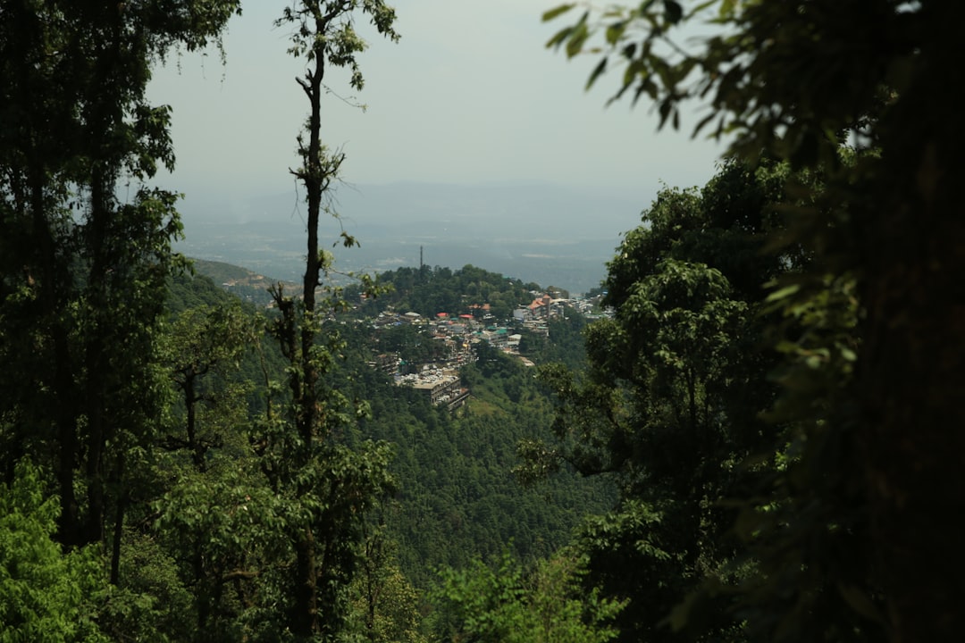 Tropical and subtropical coniferous forests photo spot Himachal Pradesh Kufri