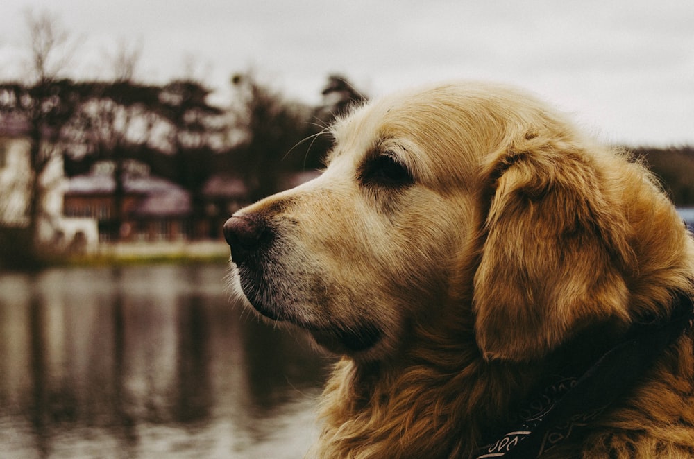 golden retriever on selective focus photography