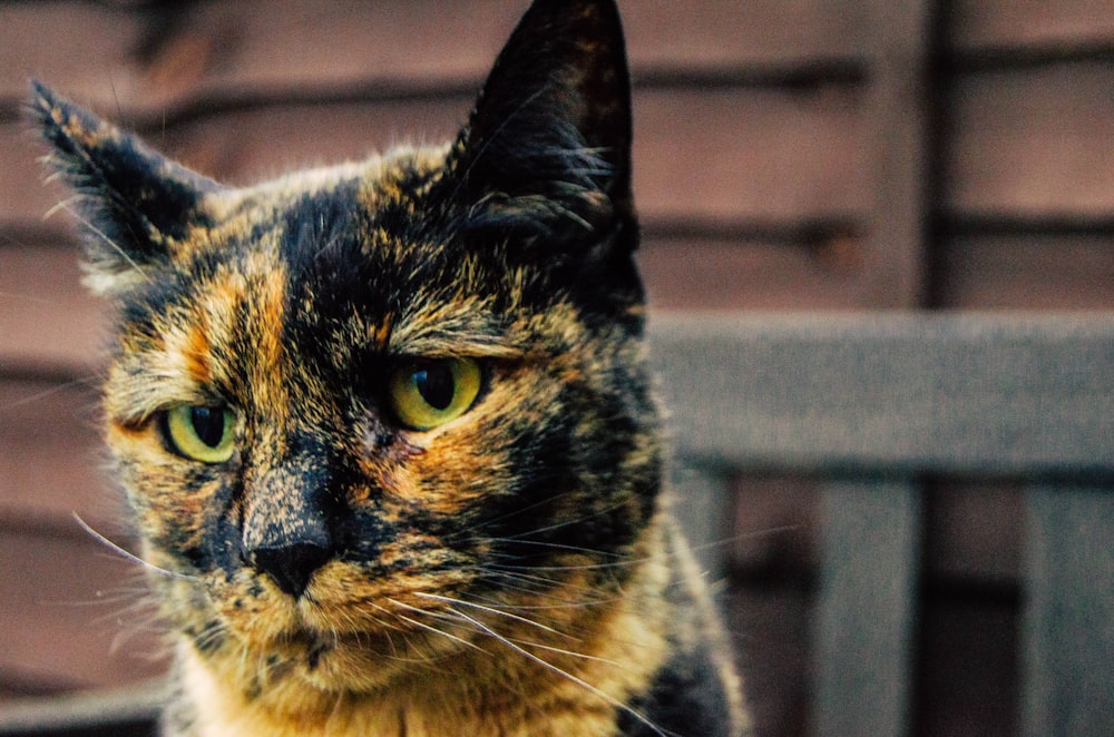 brown and black cat in close up photography