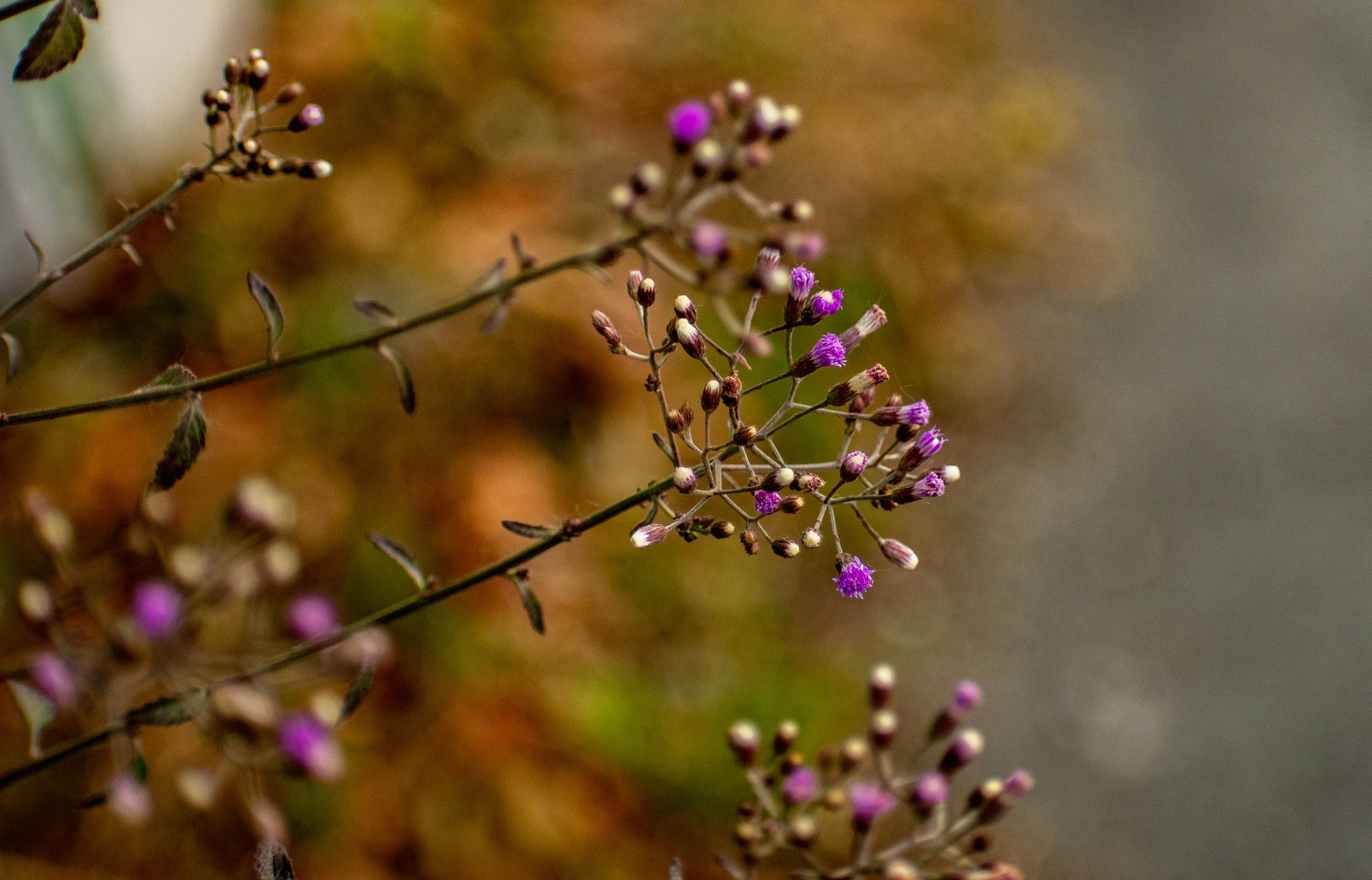 틸트 시프트 렌즈의 보라색 꽃