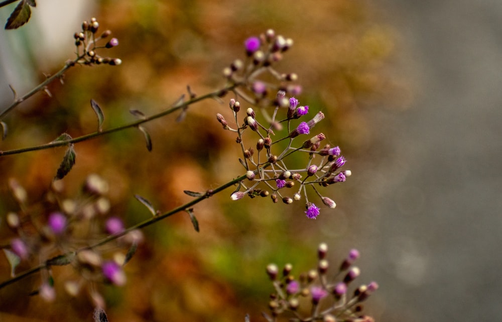 flor púrpura en lente de cambio de inclinación