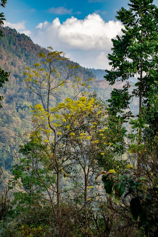 photo of Sittong Forest near Senchal Wildlife Sanctuary