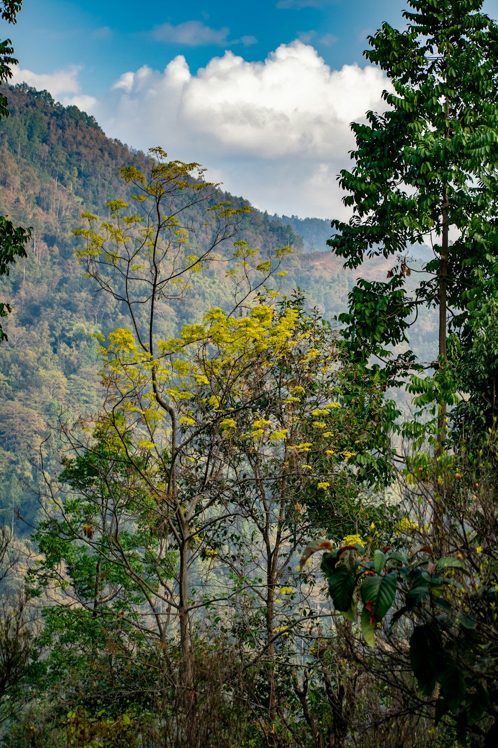 green trees on mountain during daytime