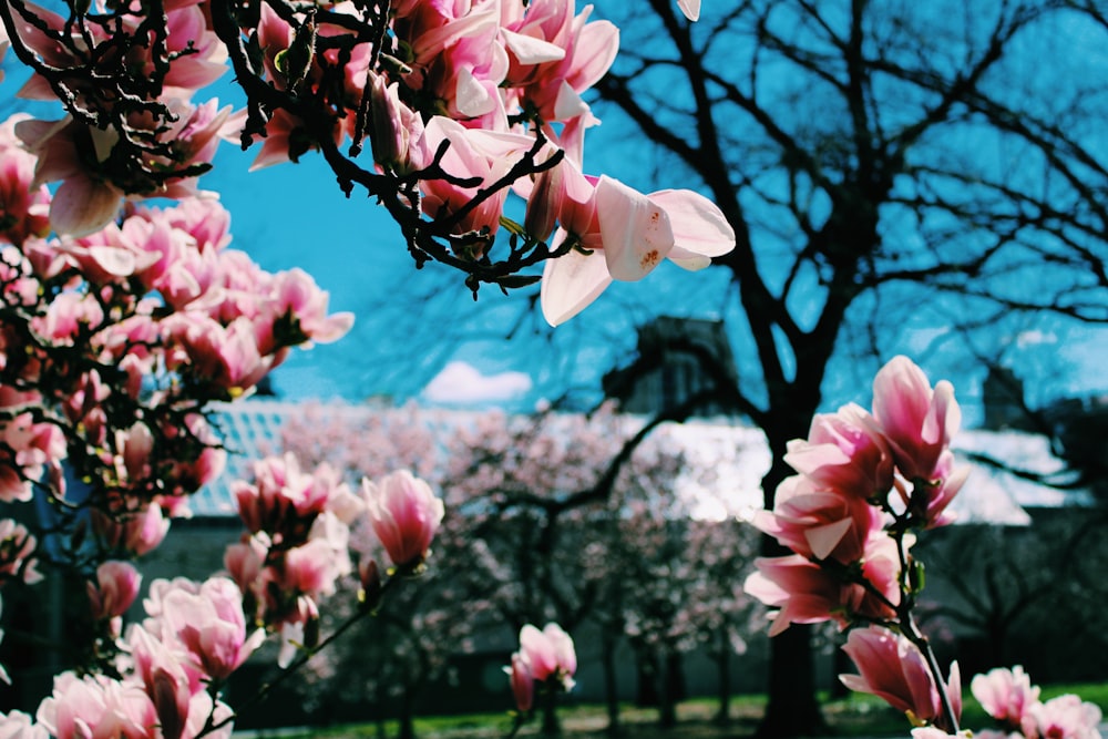 pink and white flowers during daytime