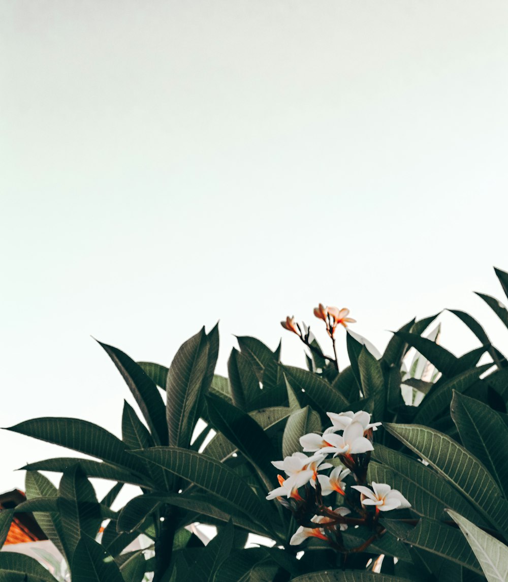 white flowers with green leaves