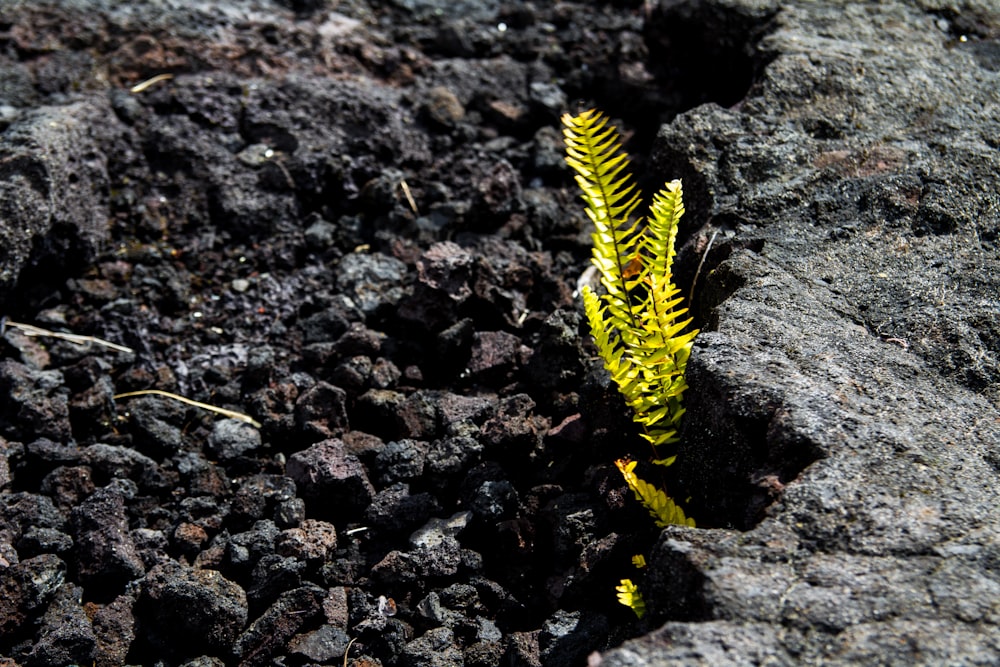 Oruga amarilla y negra sobre fondo rocoso marrón