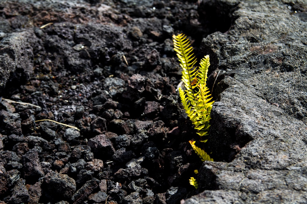 yellow and black caterpillar on brown rocky ground