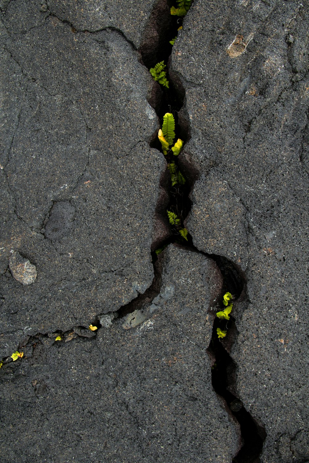 schwarz-gelbe Schlange auf grauem Betonpflaster