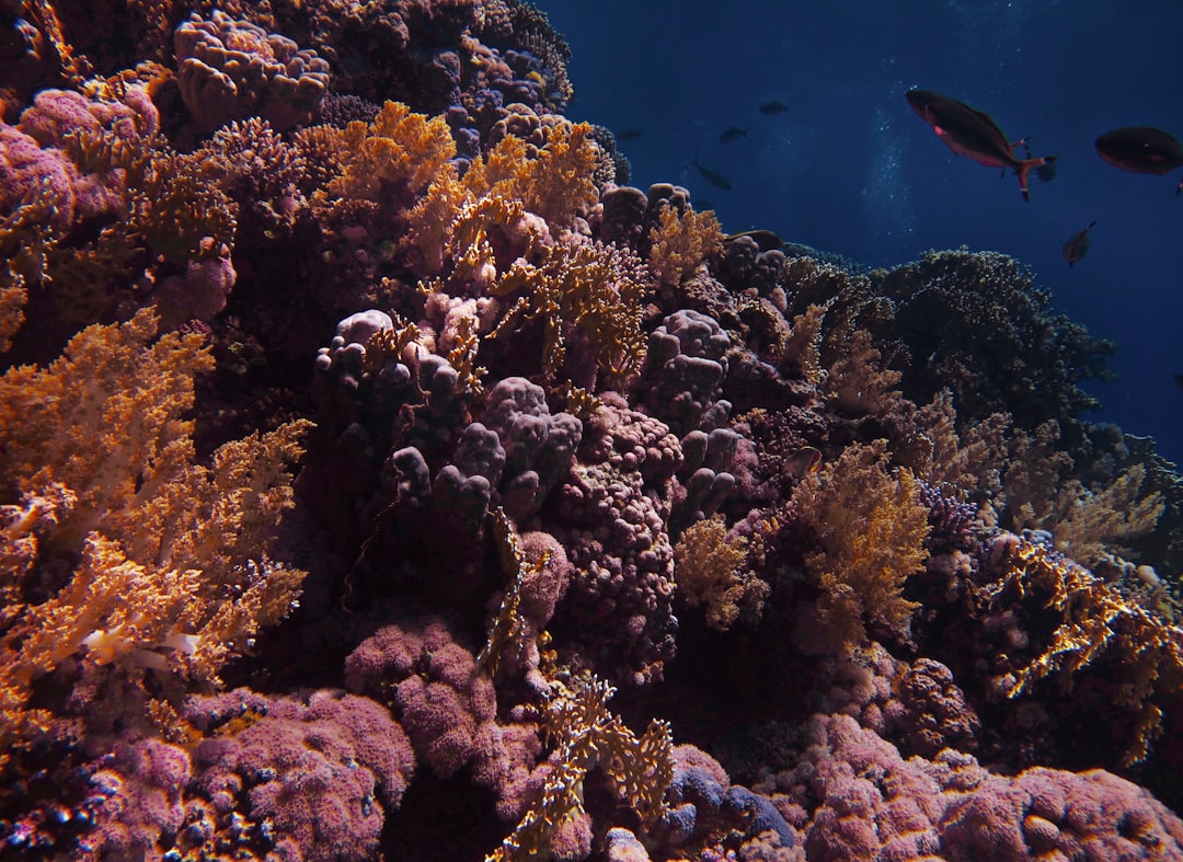Underwater photo spot Red Sea Egypt