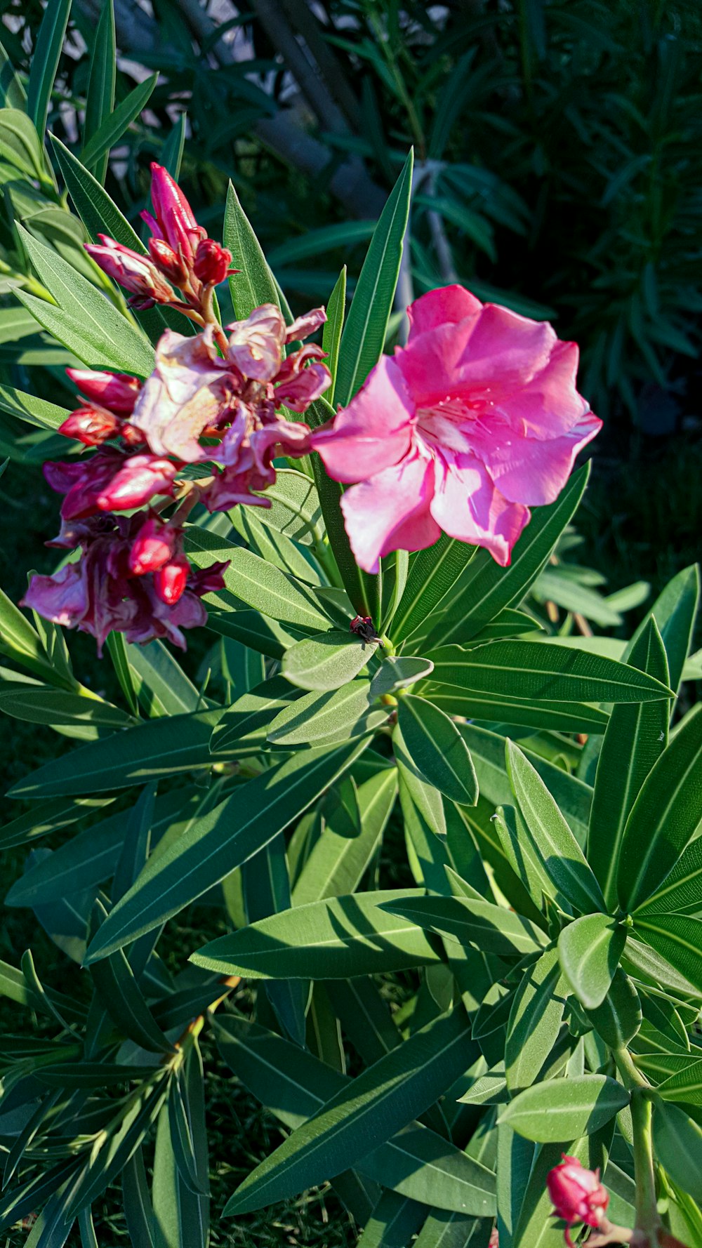 pink flower with green leaves