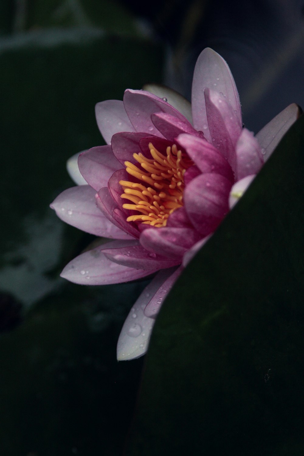 purple flower in tilt shift lens