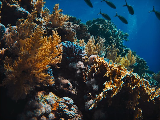 picture of Underwater from travel guide of Red Sea