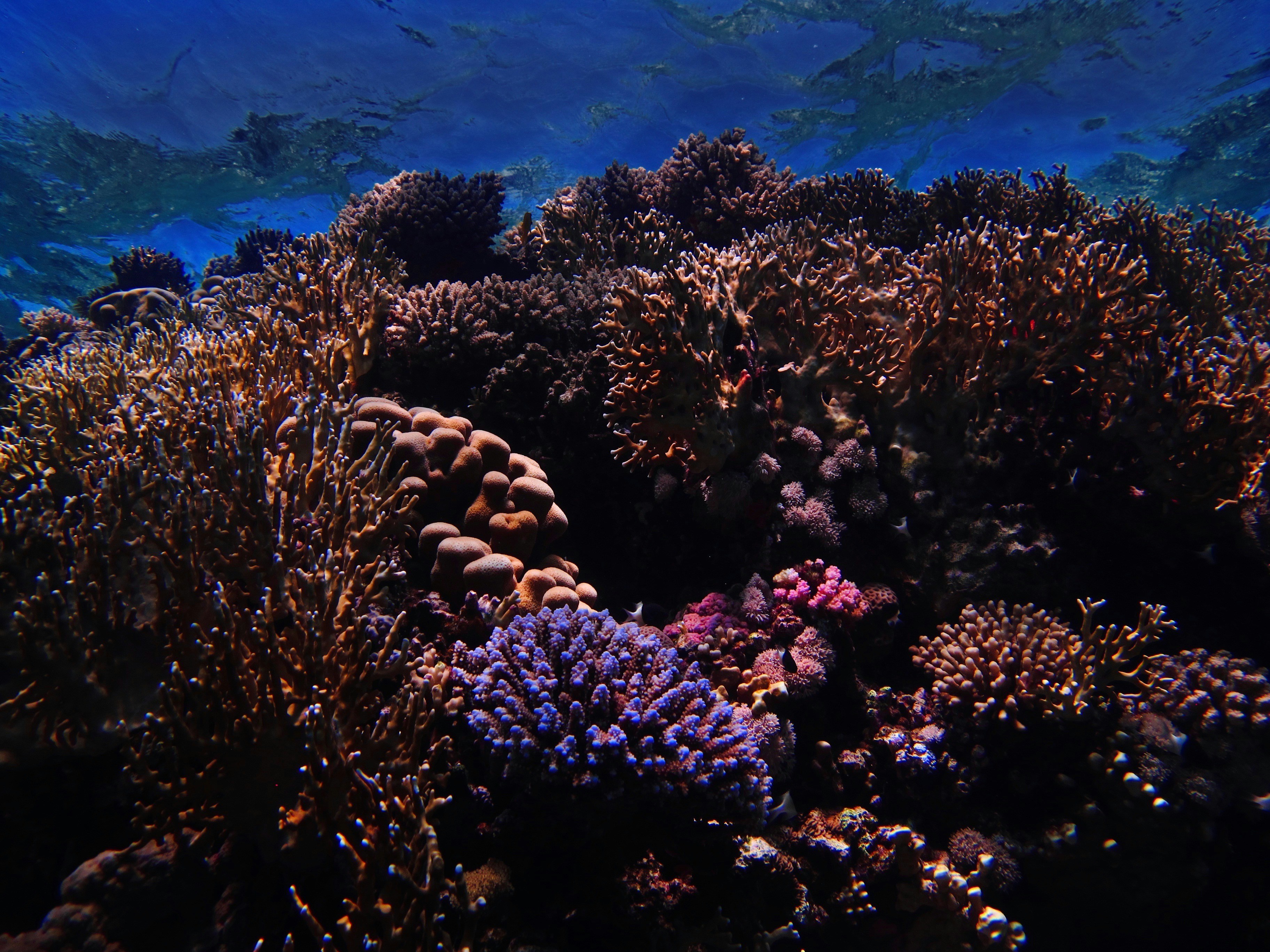 brown coral reef under blue sky reef teams background