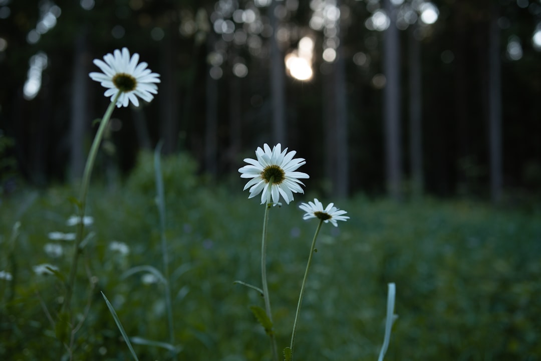 white and yellow daisy flowers