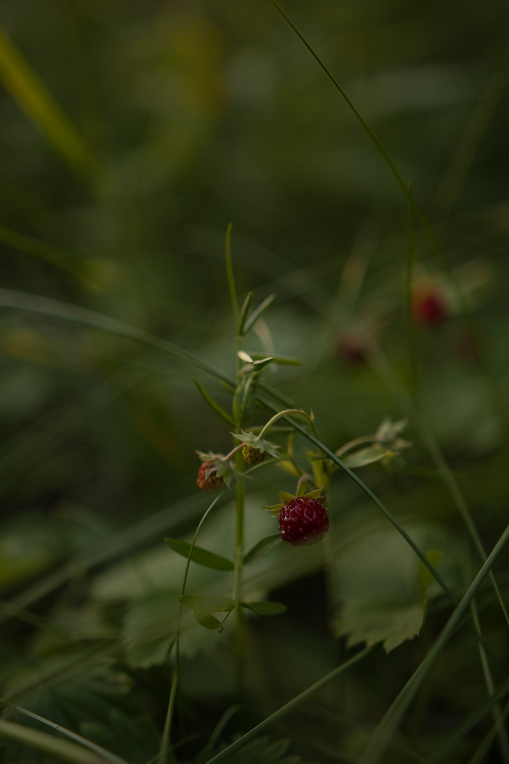 red flower with green leaves