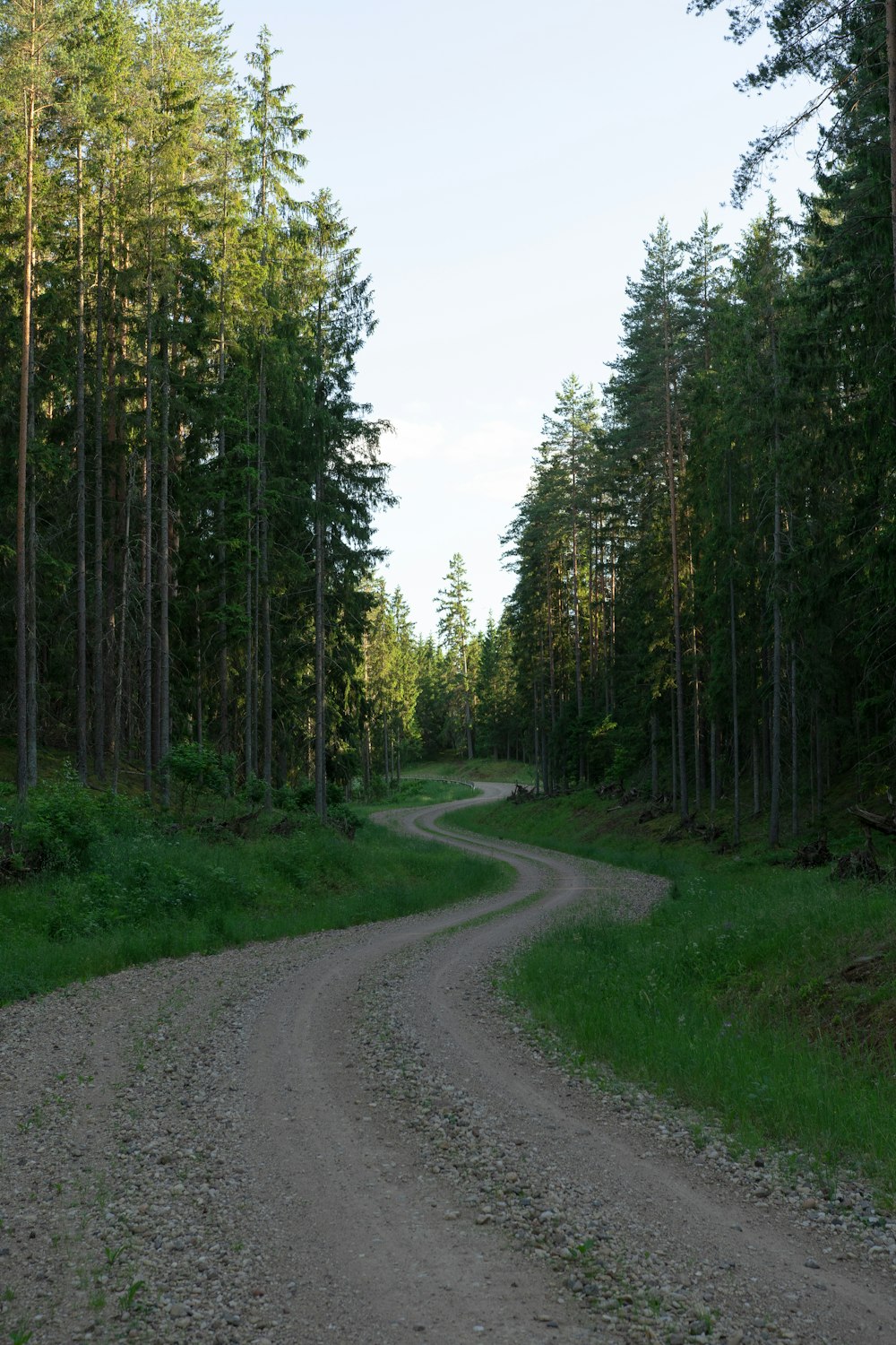 gray concrete road between green trees during daytime