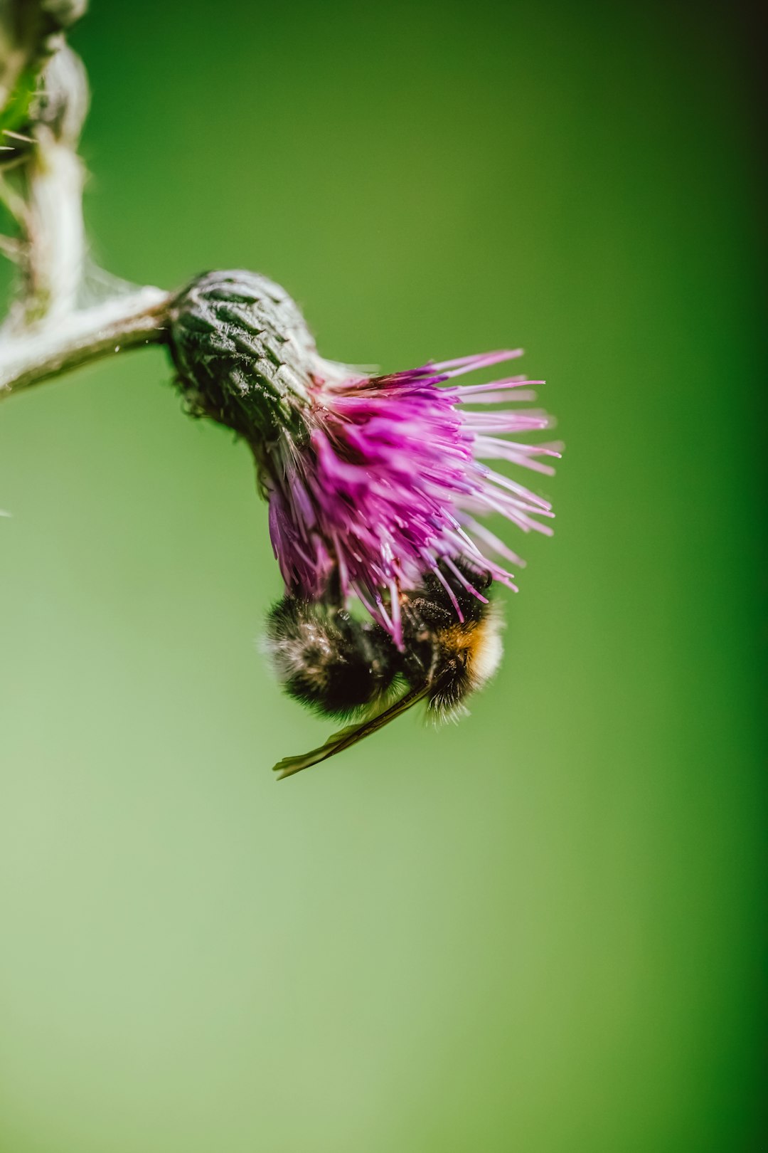 purple flower in tilt shift lens