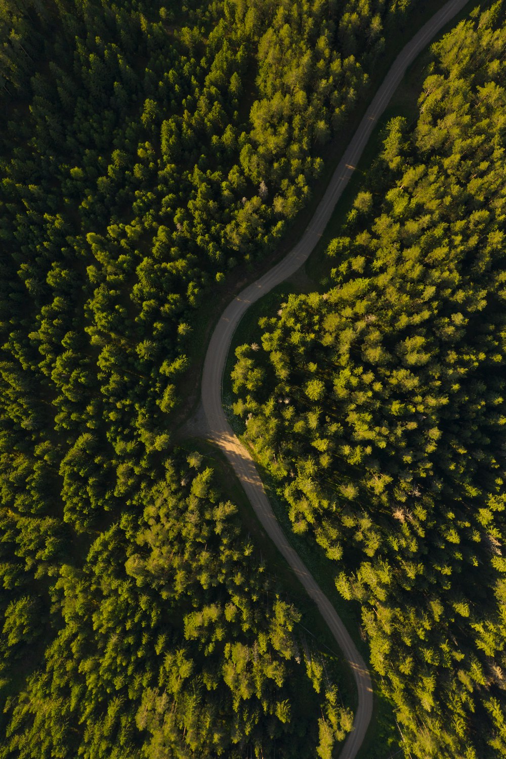 aerial view of green trees