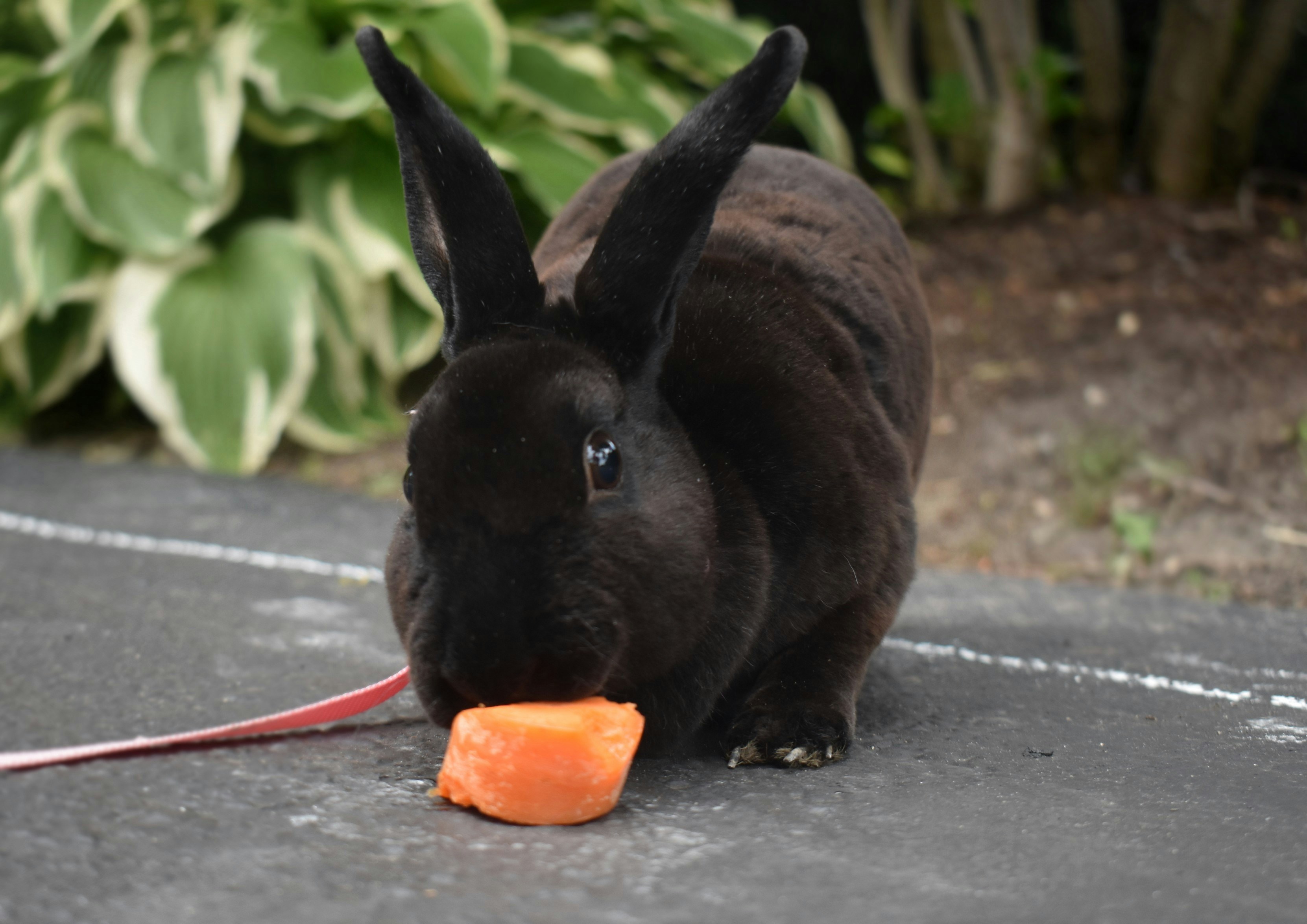 How many carrots can a rabbit eat in a day?