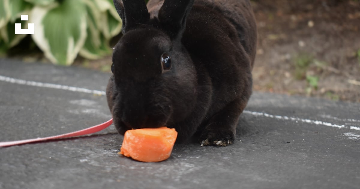 Black rabbit eating orange fruit photo – Free Mammal Image on Unsplash