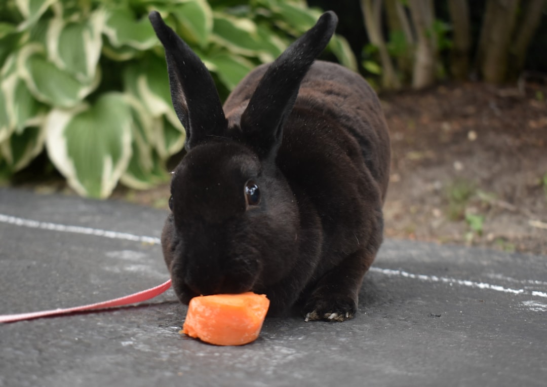 black rabbit eating orange fruit