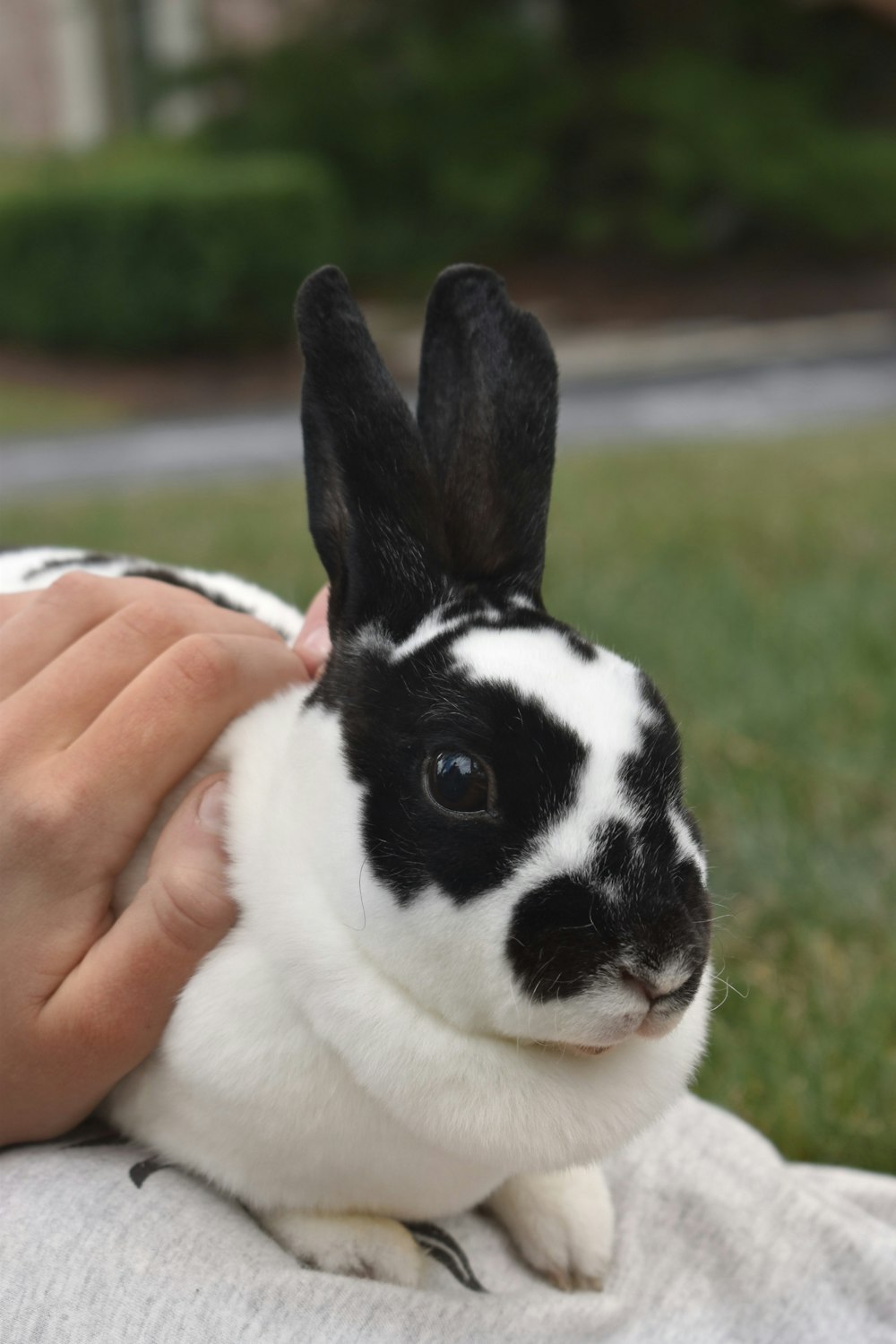 person holding white and black rabbit